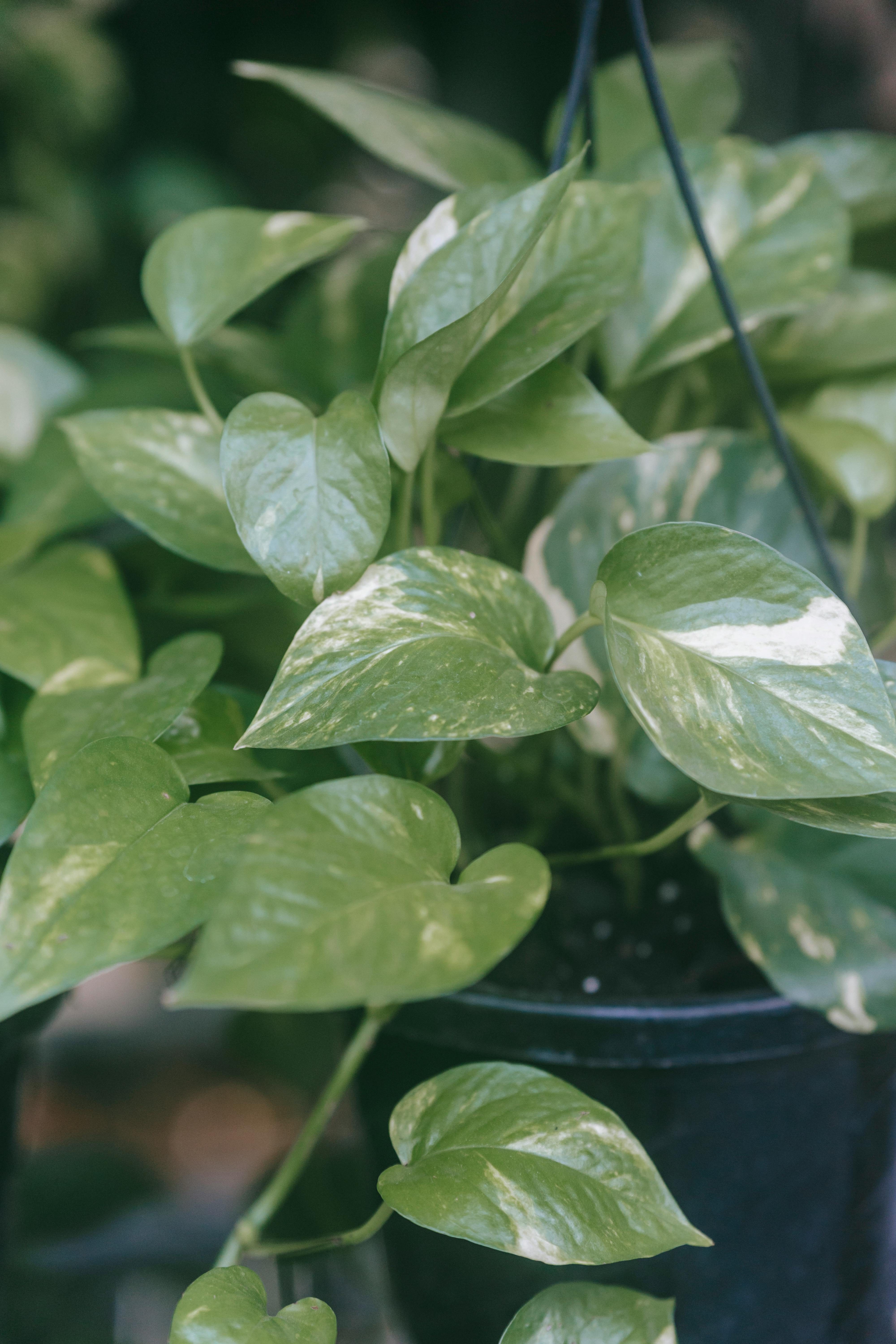Buy Pothos Plants for Sale – LJ Nursery