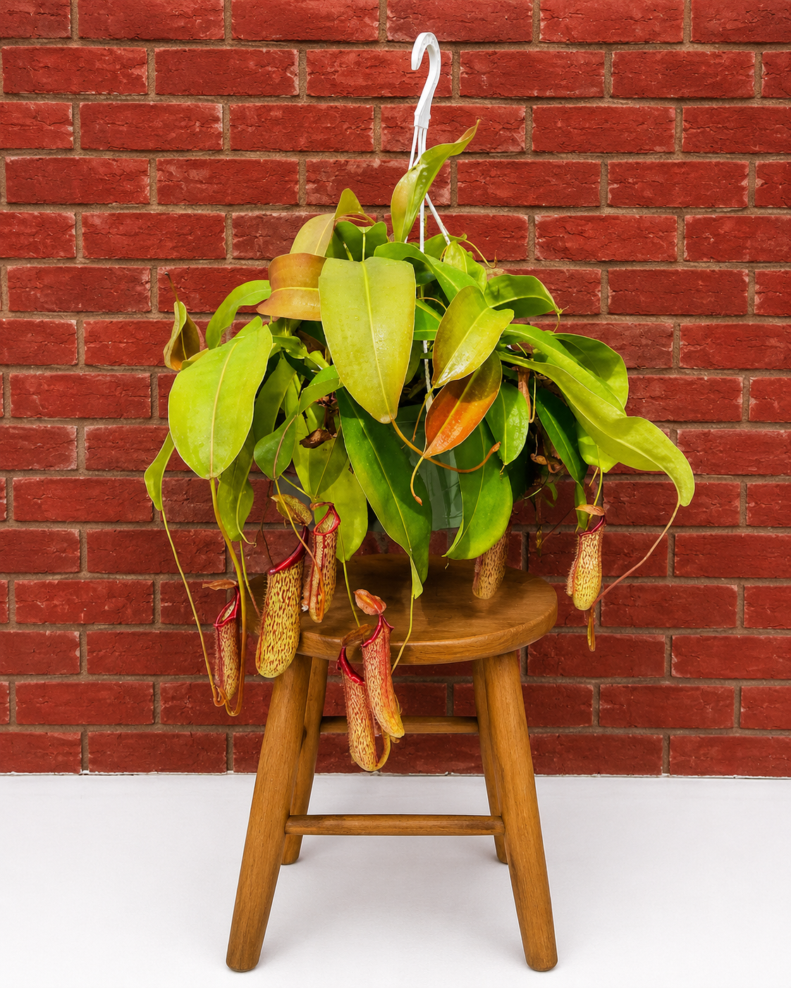Nepenthes Miranda tropical pitcher plant in a hanging basket