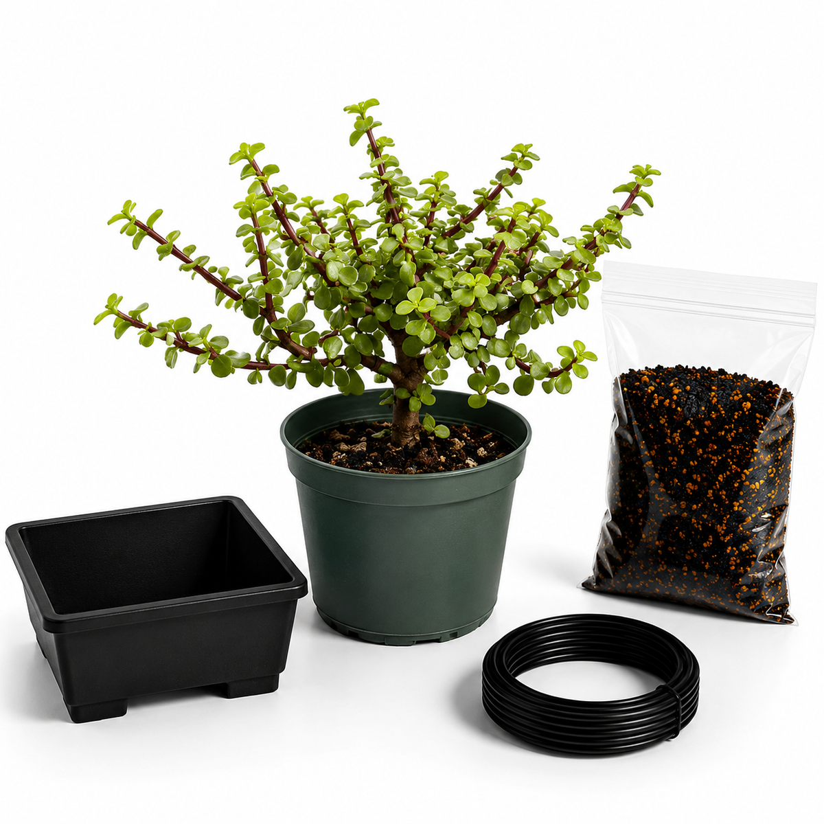 Dwarf jade bonsai starter tree in a training pot