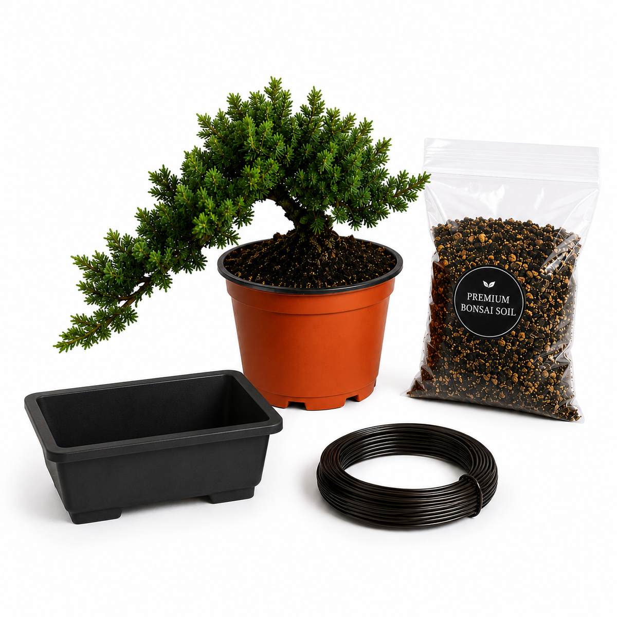 Juniper bonsai starter tree for outdoor growing