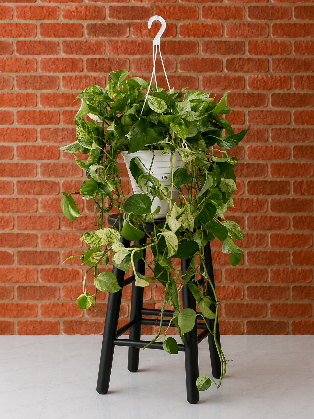 Houseplants for Sale | Tropical Indoor Plants & Plant Gifts