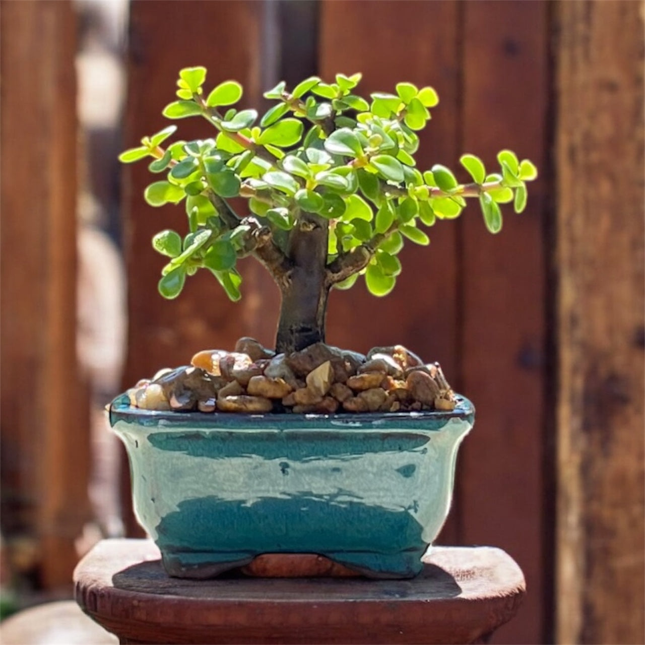 Bonsai Trees for Sale | Florida-Grown Bonsai Trees