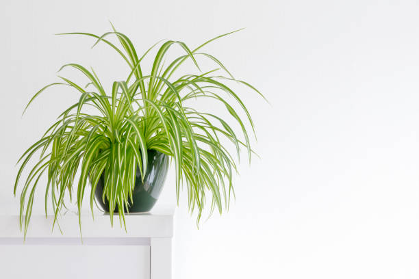 Chlorophytum