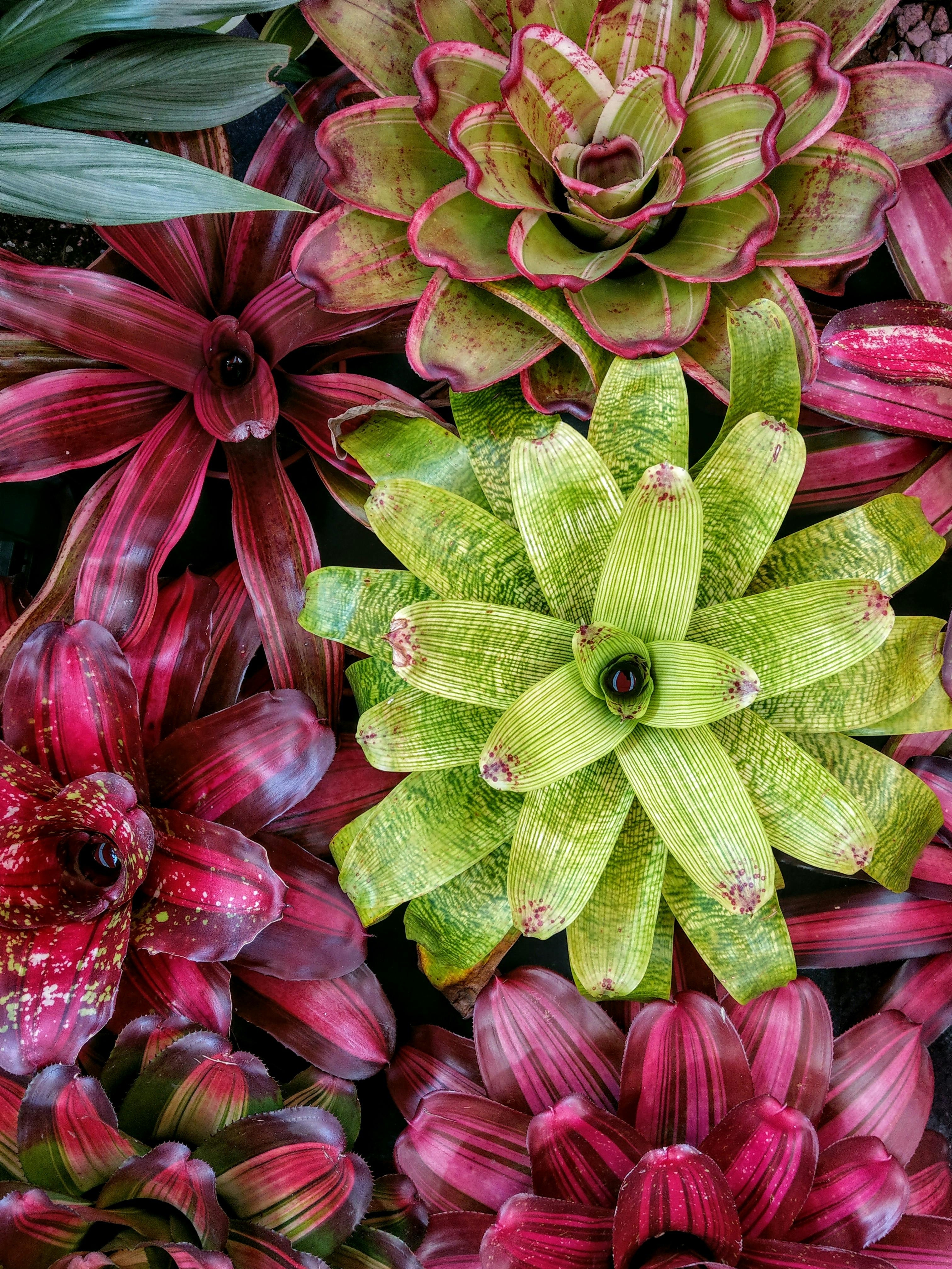 Bromeliad