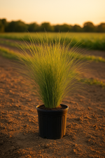 Sand Cordgrass Spartina bakeri in a 1-gallon pot with tall, fine-textured green blades.