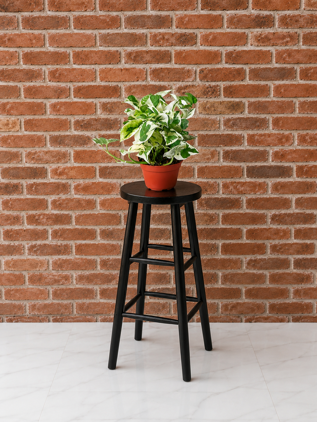 Pearls and Jade Pothos (Epipremnum aureum 'Pearls and Jade') | Variegated Houseplant