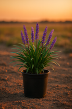 Liriope muscari with purple flower spikes rising above green grass-like foliage.