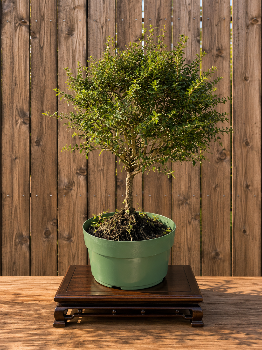 Bahama Berry Pre-Bonsai Tree (Nashia inaguensis) in 8" Pot