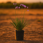 Society Garlic plant with purple star-shaped flowers on tall spikes and grassy foliage.