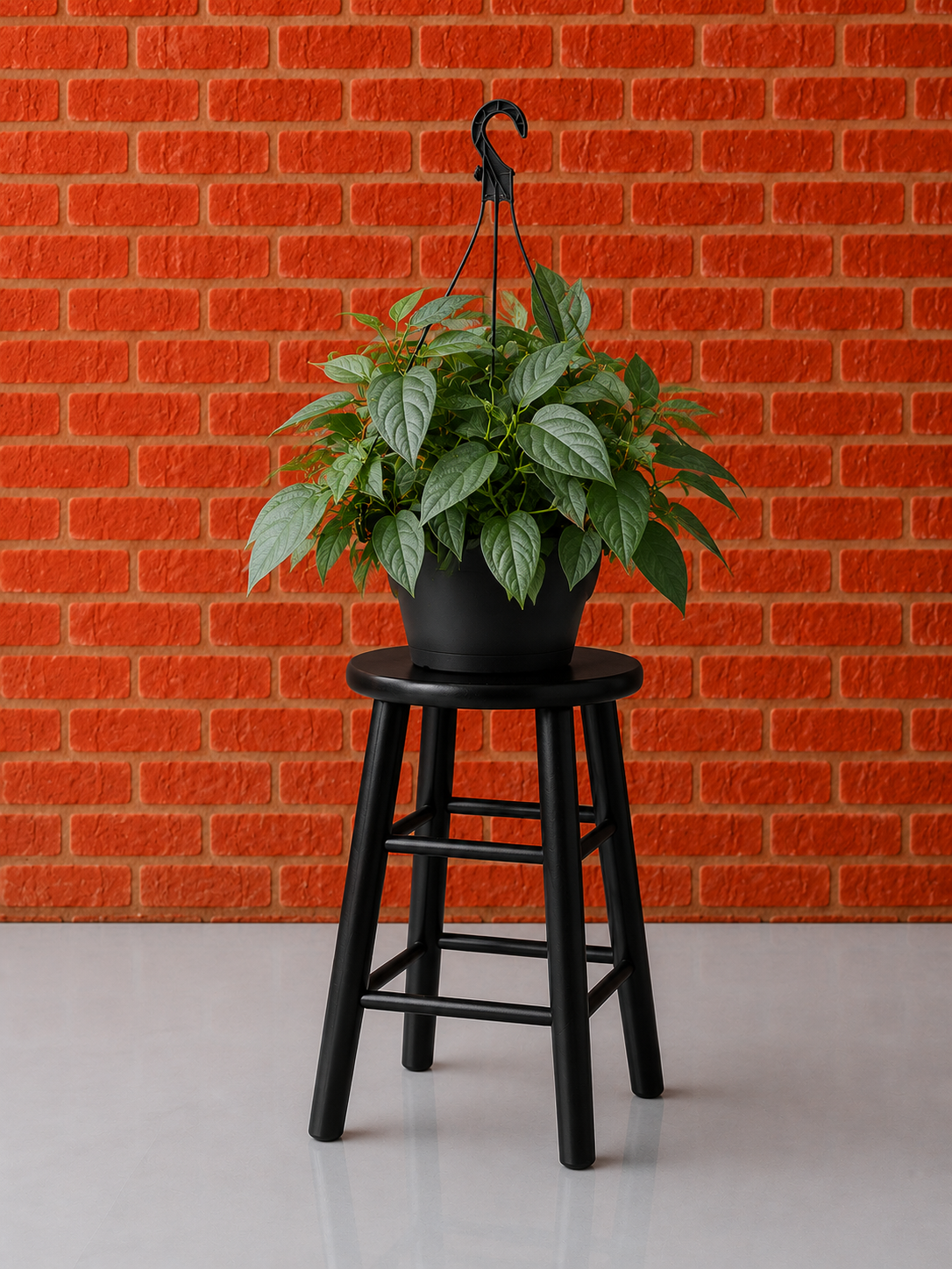 Cebu Blue Pothos (Epipremnum pinnatum 'Cebu Blue')