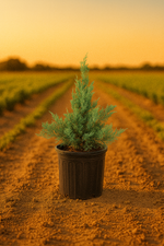 Grey Owl Juniper shrub with silvery-gray foliage in a nursery pot