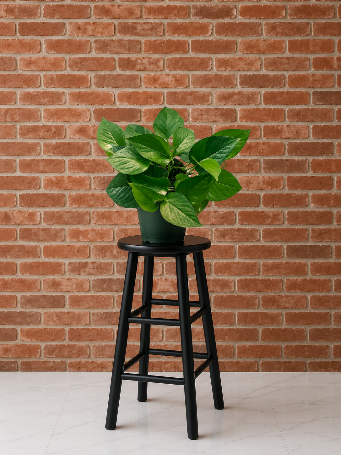 Jade Pothos (Epipremnum aureum) | 4" Pots to 10-Foot Vines
