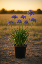 Blue Lily of the Nile plant with tall stalks and clusters of trumpet-shaped blue flowers.