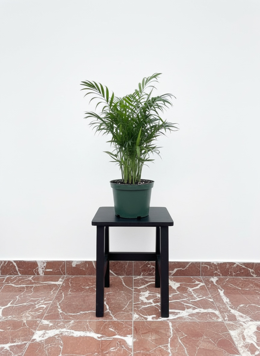 Palm