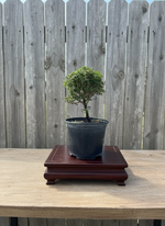 Bahama Berry Pre-Bonsai Tree (Nashia inaguensis) in 6" Pot from L&J Nursery.