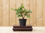 Barbados Cherry Pre-Bonsai Tree | Malpighia emarginata | 4 Inch Pot from L&J Nursery.