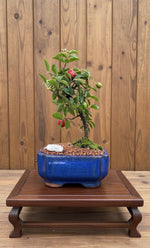 Barbados Weeping Cherry Mame Bonsai Tree (Malpighia emarginata) in 5" Bonsai Pot from L&J Nursery.