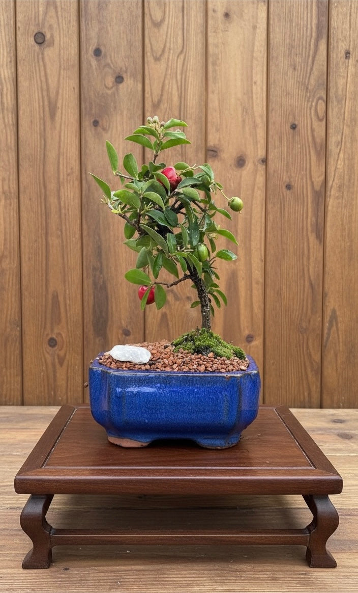 Barbados Weeping Cherry Mame Bonsai Tree (Malpighia emarginata) in 5" Bonsai Pot from L&J Nursery.