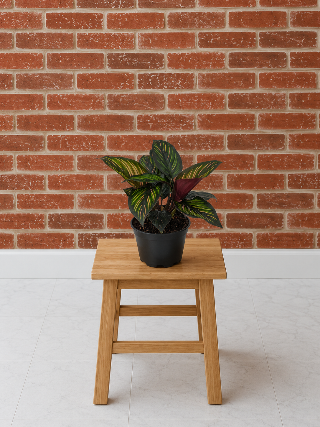 Beauty Star Calathea Green & Pink Striped Foliage Tropical Pet-Safe Houseplant from L&J Nursery.