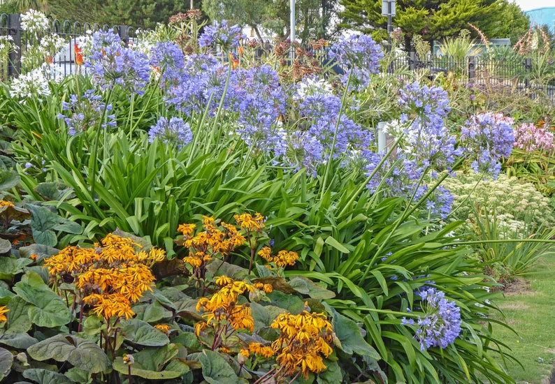 Agapanthus africanus flowering perennial with vibrant blue blooms and strappy green leaves.