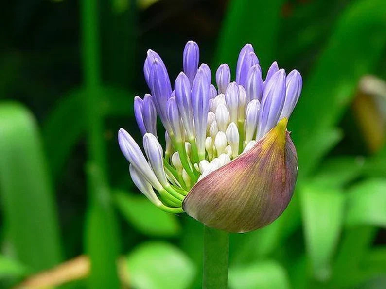 Agapanthus africanus garden perennial, lush green foliage with tall blue flowering stalks.