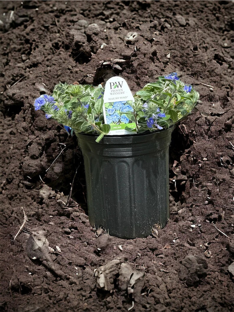 Trailing Blue My Mind Plant spilling over a container with blue flowers.