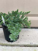 Close-up of Blue Pacific Juniper foliage showing fine textured blue-green needles.