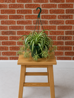 Bonnie Curly Spider Plant Chlorophytum comosum 'Bonnie' alternate view from L&J Nursery.