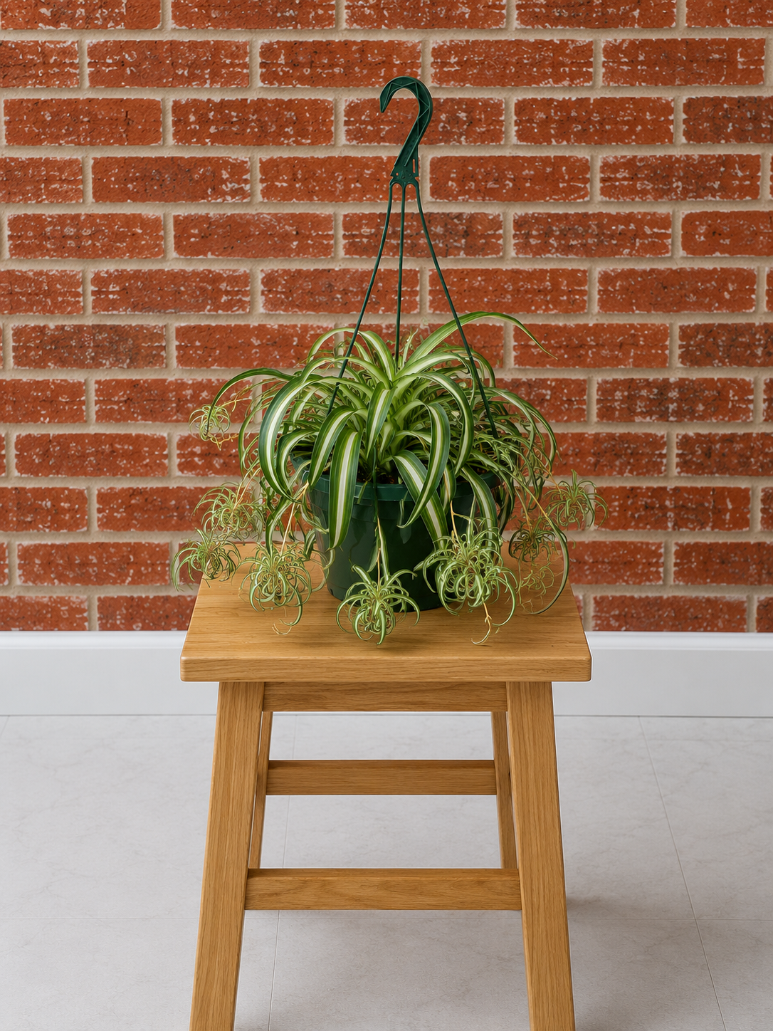 Bonnie Curly Spider Plant Chlorophytum comosum 'Bonnie' alternate view from L&J Nursery.