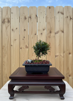 Brush Cherry Bonsai Tree (Syzygium paniculatum) in Bonsai Pot with Humidity Tray from L&J Nursery.