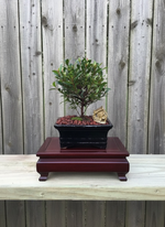 Brush Cherry Bonsai Tree (Syzygium paniculatum) with Live Moss in 6" Bonsai Pot from L&J Nursery.