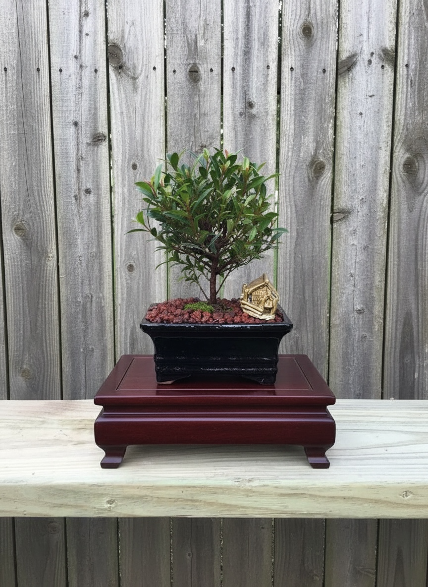 Brush Cherry Bonsai Tree (Syzygium paniculatum) with Live Moss in 6" Bonsai Pot from L&J Nursery.
