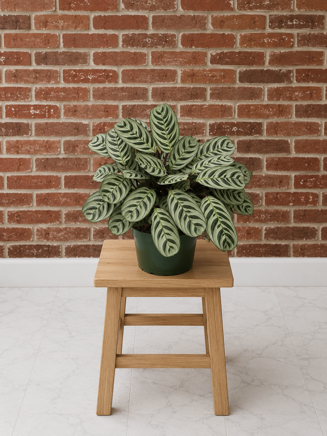 Calathea Burle Marxii - Elegant Striped Foliage Plant from L&J Nursery.