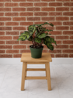 Calathea Makoyana Peacock Plant Tropical Pet-Safe Houseplant with Patterned Leaves from L&J Nursery.