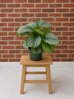 Calathea Orbifolia large leaf tropical indoor plant from L&J Nursery.