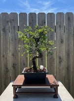 Chinese Elm Bonsai Tree (Ulmus parvifolia) | 15" Tall in Plastic Bonsai Pot from L&J Nursery.