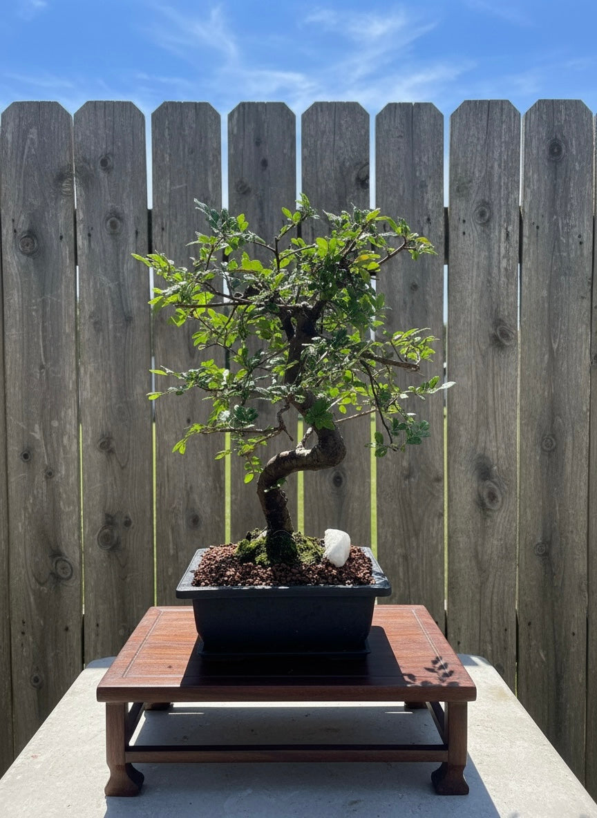 Chinese Elm Bonsai Tree (Ulmus parvifolia) | 15" Tall in Plastic Bonsai Pot from L&J Nursery.