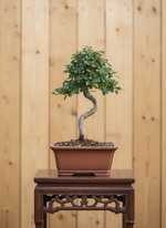 Chinese Elm Bonsai Tree (Ulmus parvifolia) in 6" Bonsai Pot from L&J Nursery.