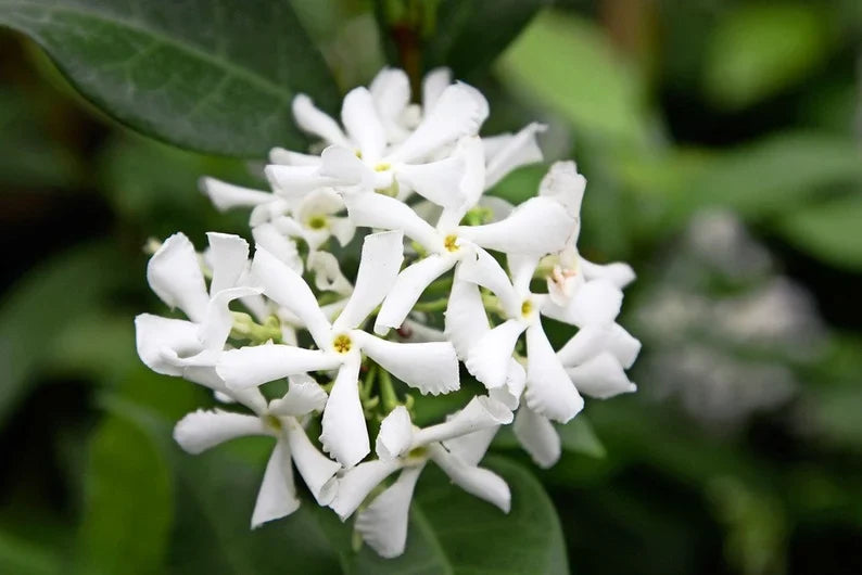 Confederate Jasmine (Trachelospermum jasminoides) Fragrant Flowering Vine foliage detail from L&J Nursery.