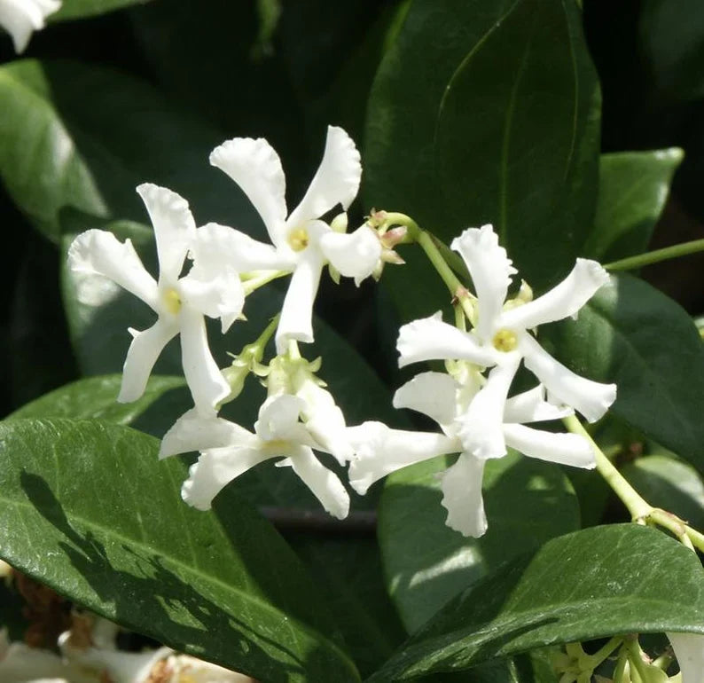 Confederate Jasmine (Trachelospermum jasminoides) Fragrant Flowering Vine alternate view from L&J Nursery.