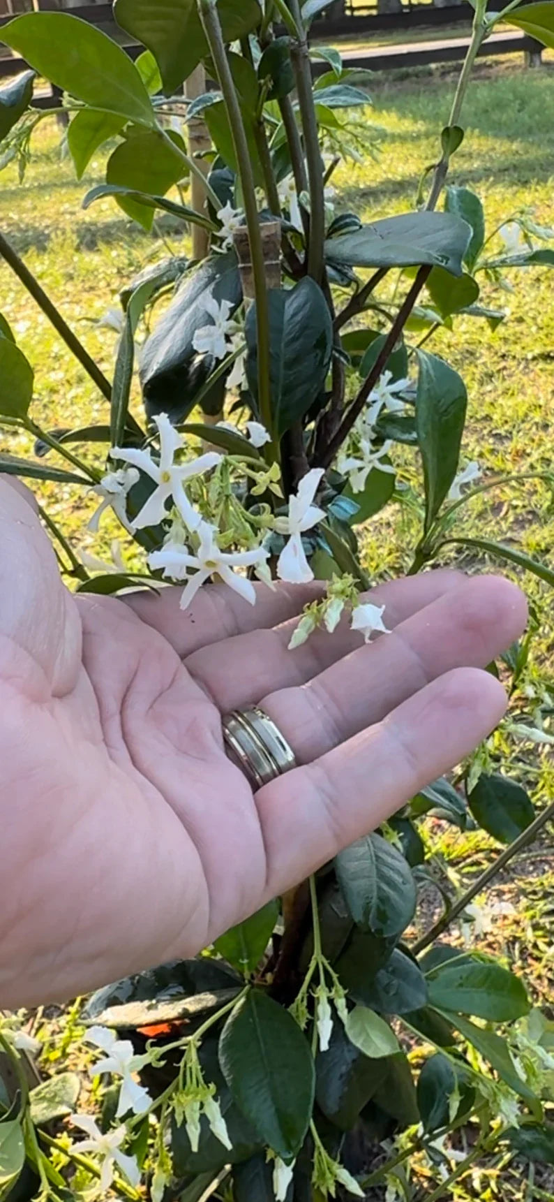 Confederate Jasmine (Trachelospermum jasminoides) Fragrant Flowering Vine plant detail from L&J Nursery.