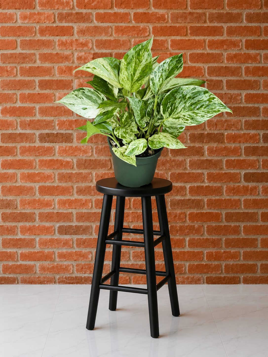 Marble Queen Pothos (Epipremnum aureum 'Marble Queen') | 4" Pots to 10-Foot Vines