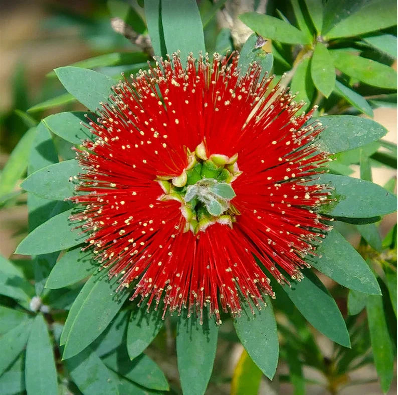 Close-up of Callistemon ‘Little John’ showing vibrant red bottlebrush blooms against evergreen leaves.