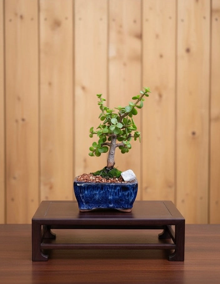 Dwarf Jade Mame Bonsai Tree (Portulacaria afra) in 5" Bonsai Pot from L&J Nursery.