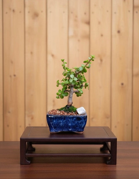 Dwarf Jade Mame Bonsai Tree (Portulacaria afra) in 5" Bonsai Pot from L&J Nursery.