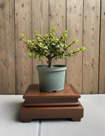 Dwarf Jade Pre-Bonsai Tree (Portulacaria afra) in 6" Pot from L&J Nursery.