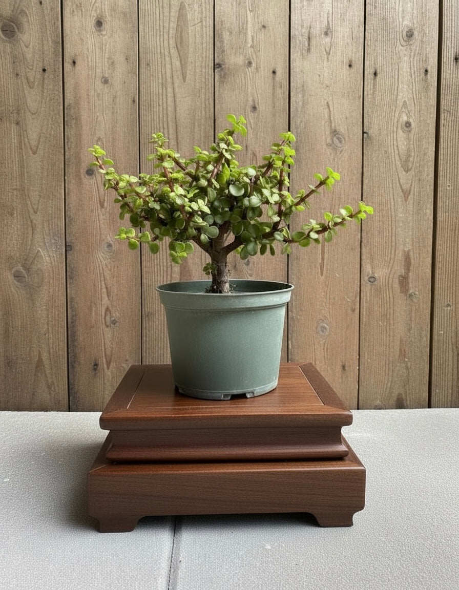 Dwarf Jade Pre-Bonsai Tree (Portulacaria afra) in 6" Pot from L&J Nursery.