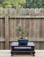 European Olive Bonsai Tree in 5" Pot | Olea europaea | Fruiting Outdoor Bonsai from L&J Nursery.