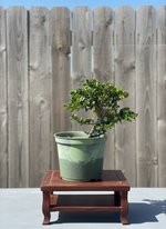 European Olive Pre-Bonsai Tree (Olea europaea) in 6" Pot from L&J Nursery.