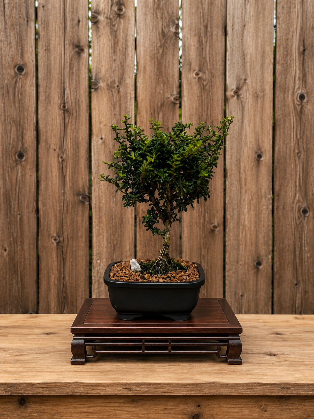 Bahama Berry Mame Bonsai Tree (Nashia inaguensis) in 5" Ceramic Bonsai Pot